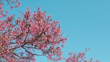 唯美小清新蓝天春天的樱花视频的预览图